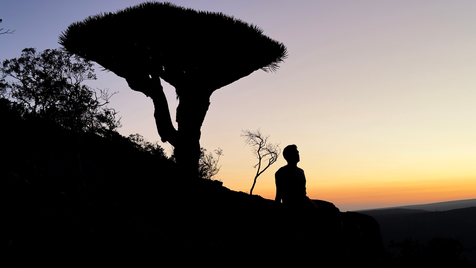Sunset from a plateau edge beneath a dragon blood tree.