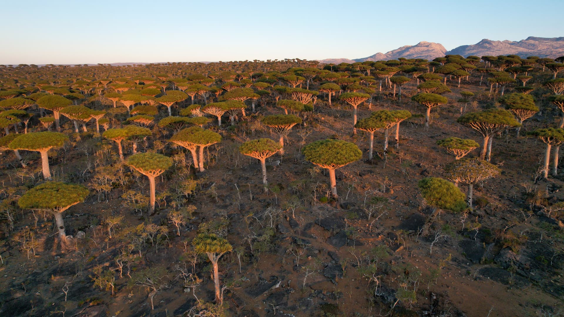 Socotra in Full