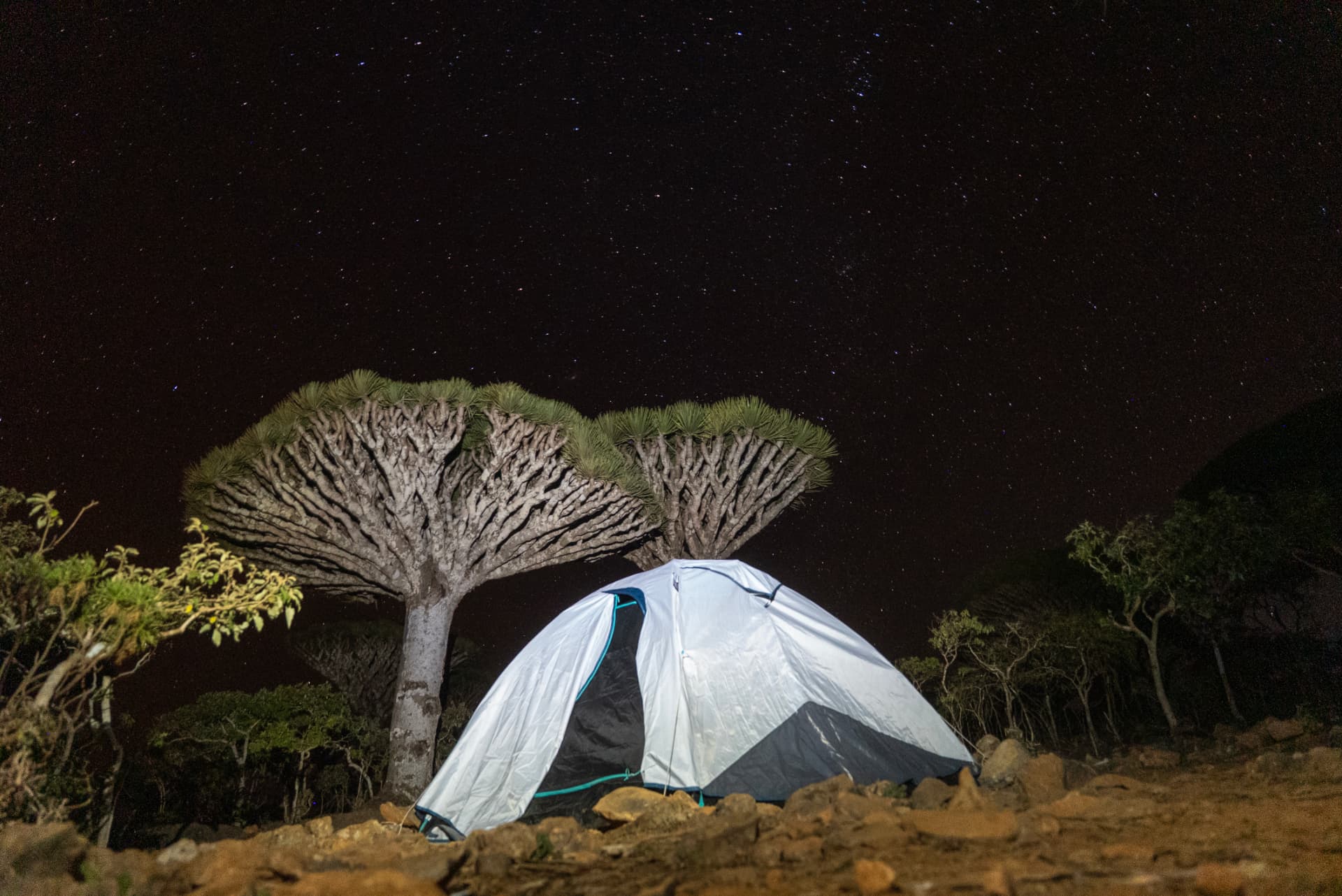 Camp pitched beneath dragon blood trees under a full field of stars.